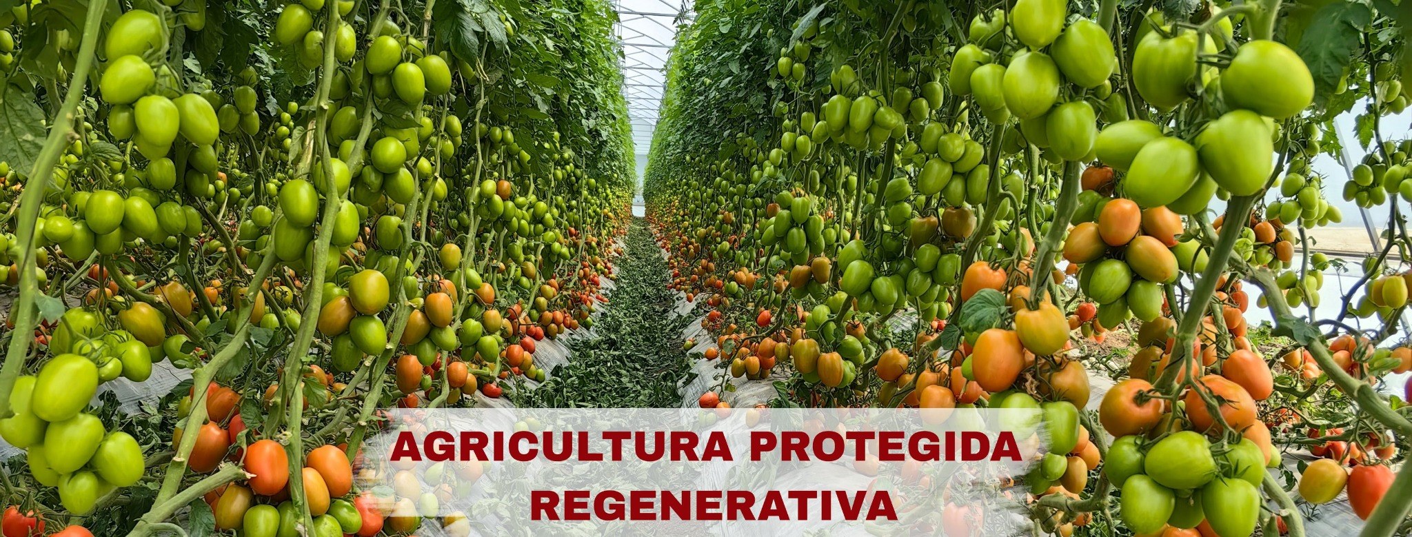 Agricultura protegida regenerativa en invernadero de tomate